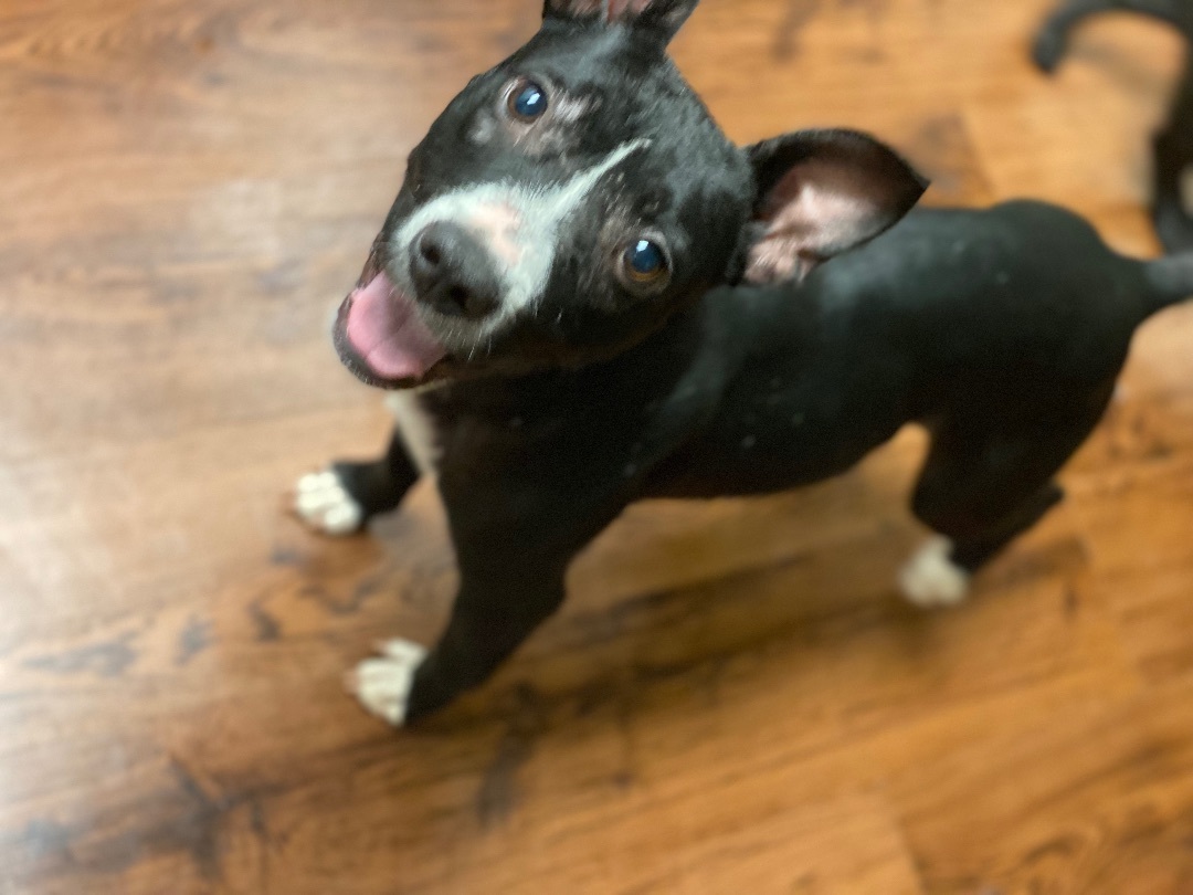 Enlarge Stacey, a Adopted mixed breed in Auburn, AL image 4/4