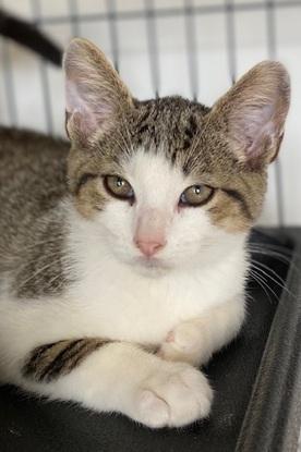 Will, Adoptable, Kitten Male Domestic Short Hair.