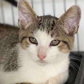 Will, a Adoptable Domestic Short Hair in Ocean Isle Beach, NC image 2/2