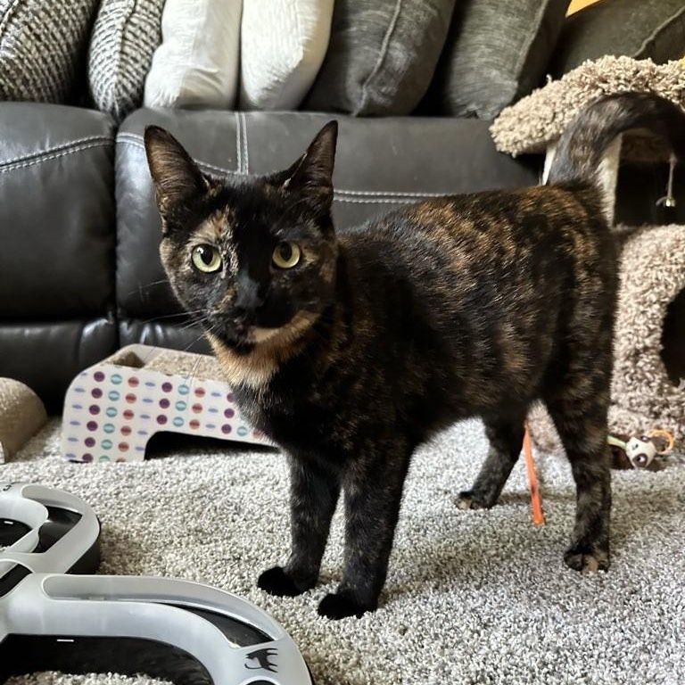 Mila, a ADOPTABLE Domestic Short Hair in Plymouth, MN image 2/4