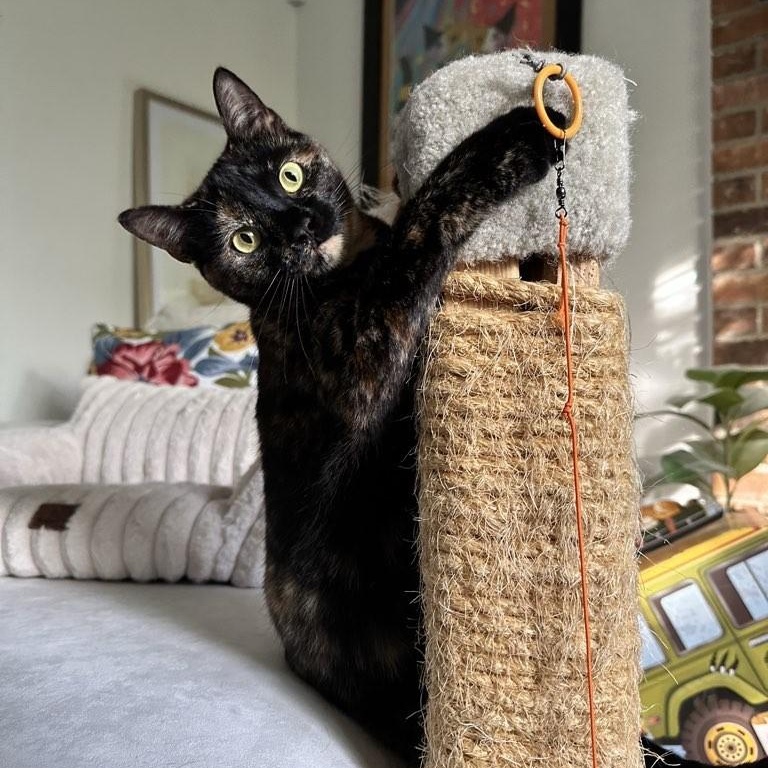 Mila, a ADOPTABLE Domestic Short Hair in Plymouth, MN image 3/4