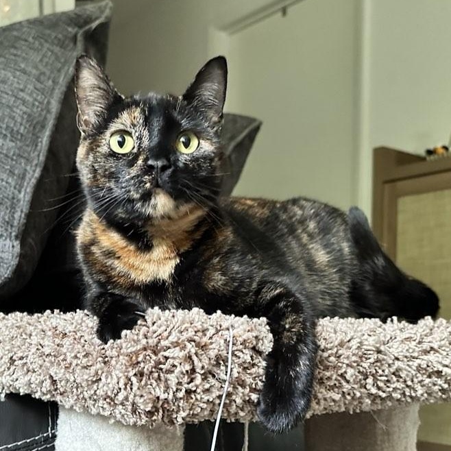 Mila, a ADOPTABLE Domestic Short Hair in Plymouth, MN image 1/4