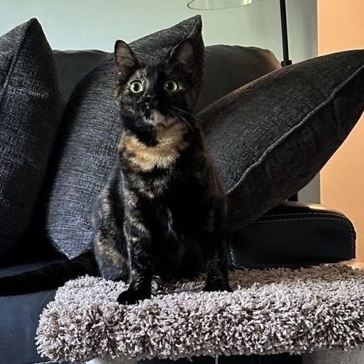 Mila, a ADOPTABLE Domestic Short Hair in Plymouth, MN image 4/4