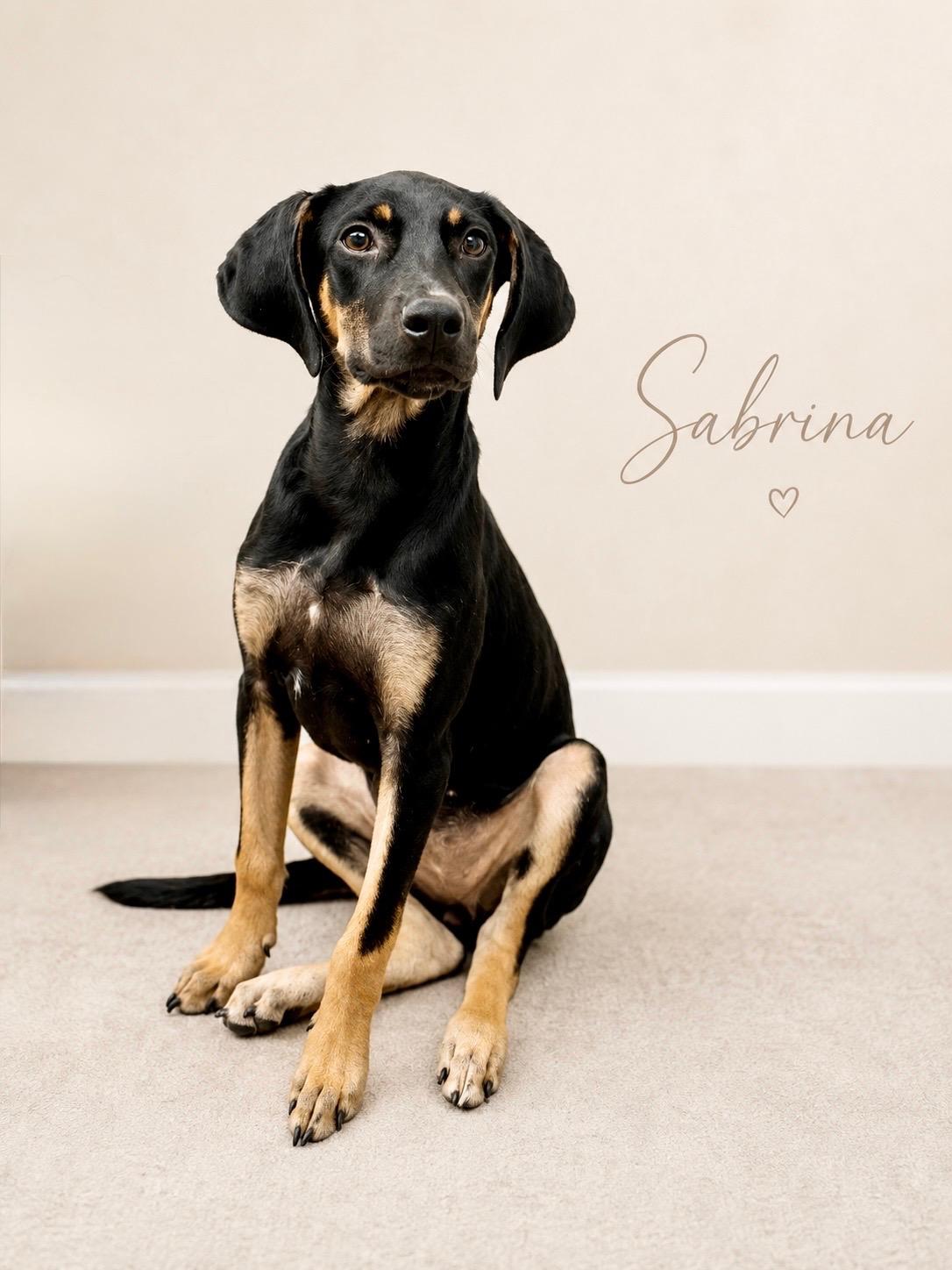 Enlarge Sabrina, a Adoptable mixed breed in Baton Rouge, LA image 1/1