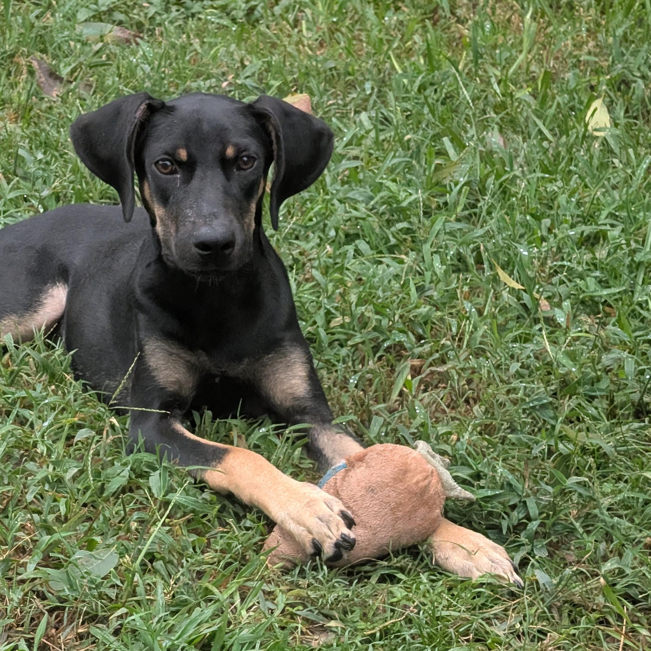Sabrina, Adoptable, Young Female Doberman Pinscher & Black and Tan Coonhound.