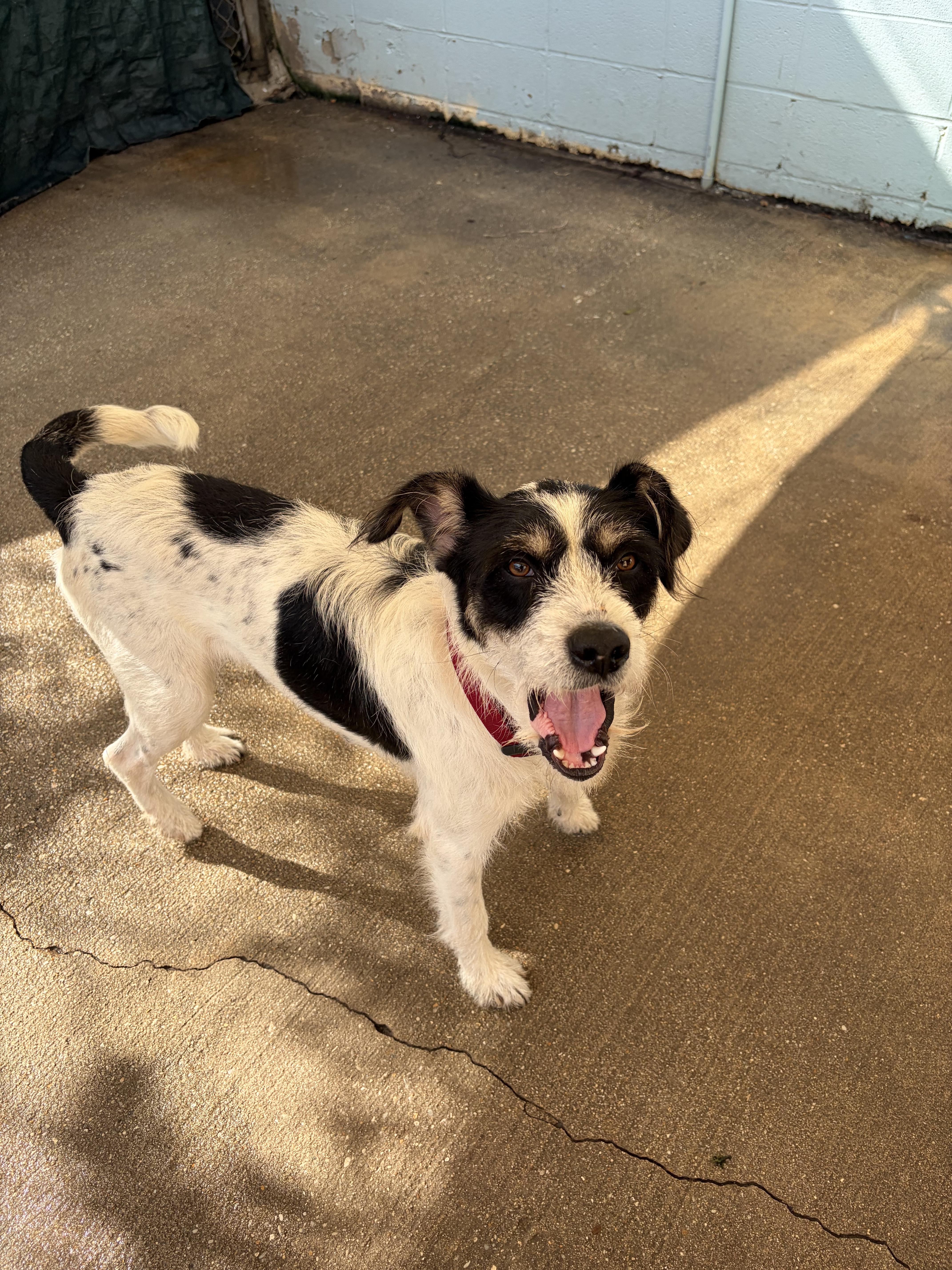 Moomoo, Adoptable, Adult Female German Wirehaired Pointer.