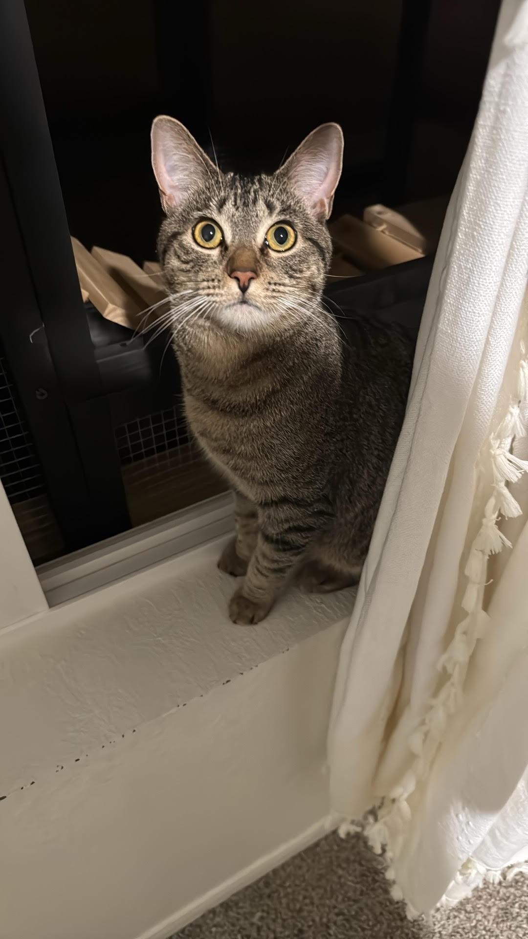 Shadow NC, ADOPTABLE, Young Female Tabby.