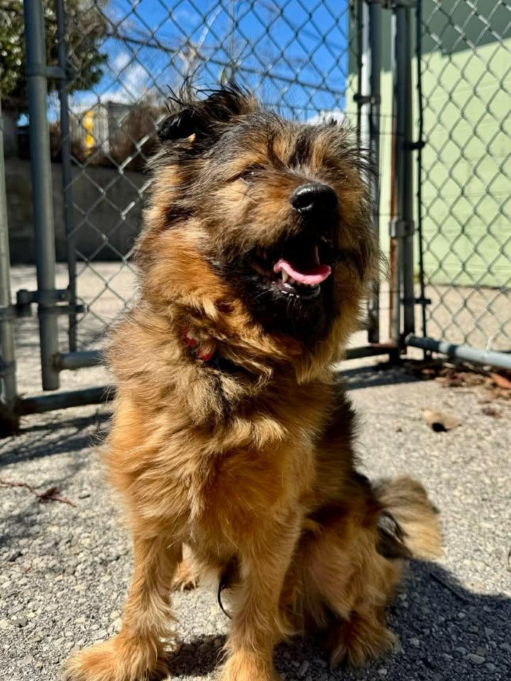 Enlarge Waffles, a Adopted Mixed Breed in Stamford, CT image 2/3