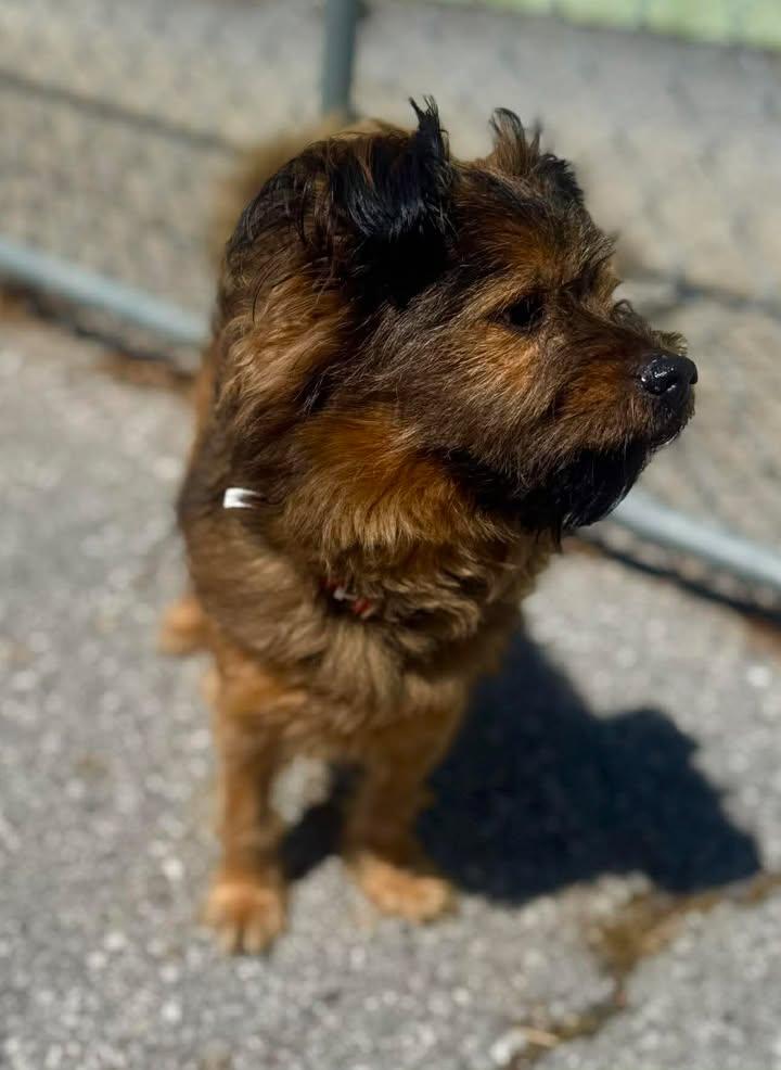 Waffles, Adopted, Young Male Mixed Breed.