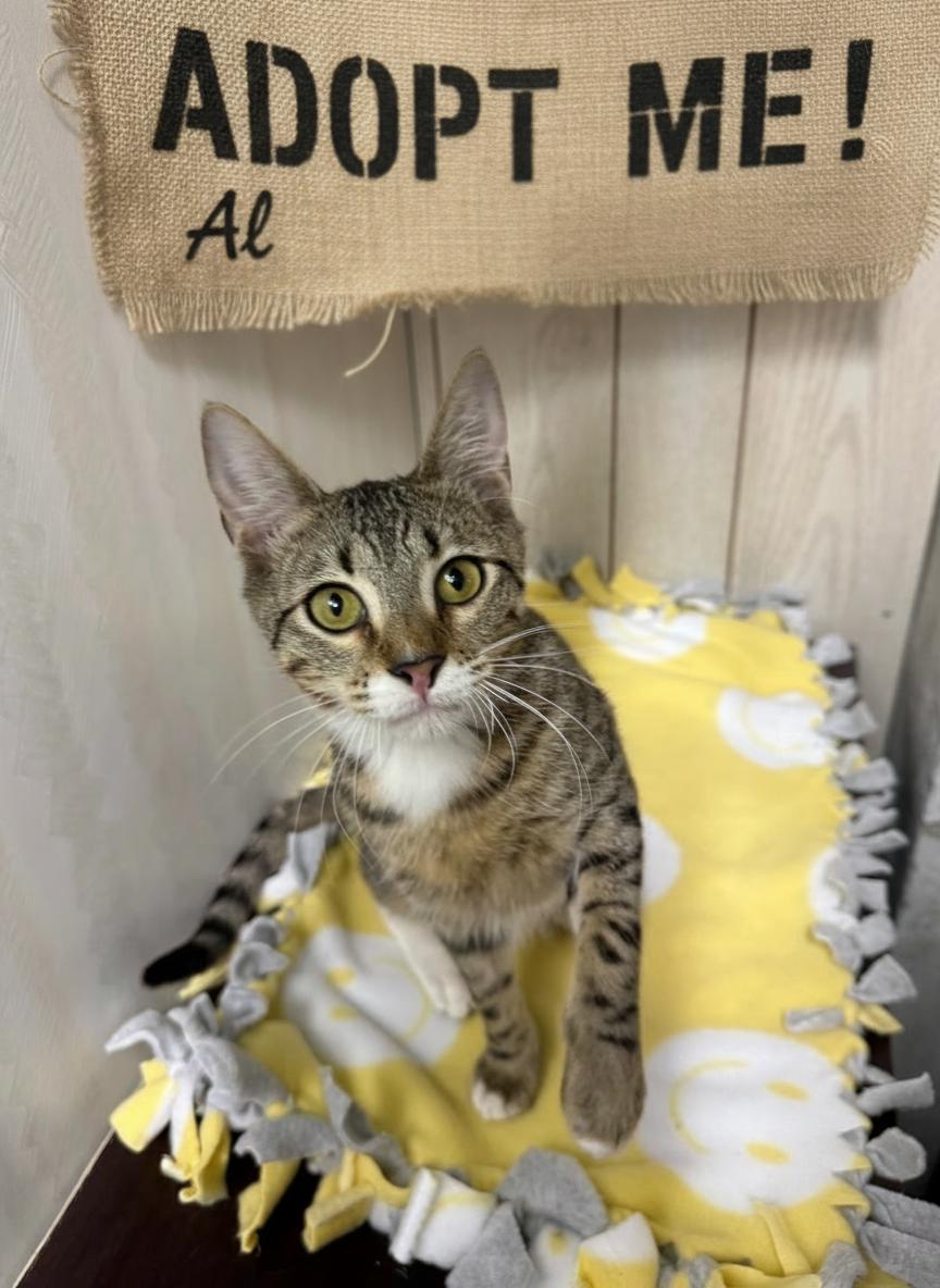  Al - Super playful and affectionate, Adoptable, Young Male Domestic Short Hair.