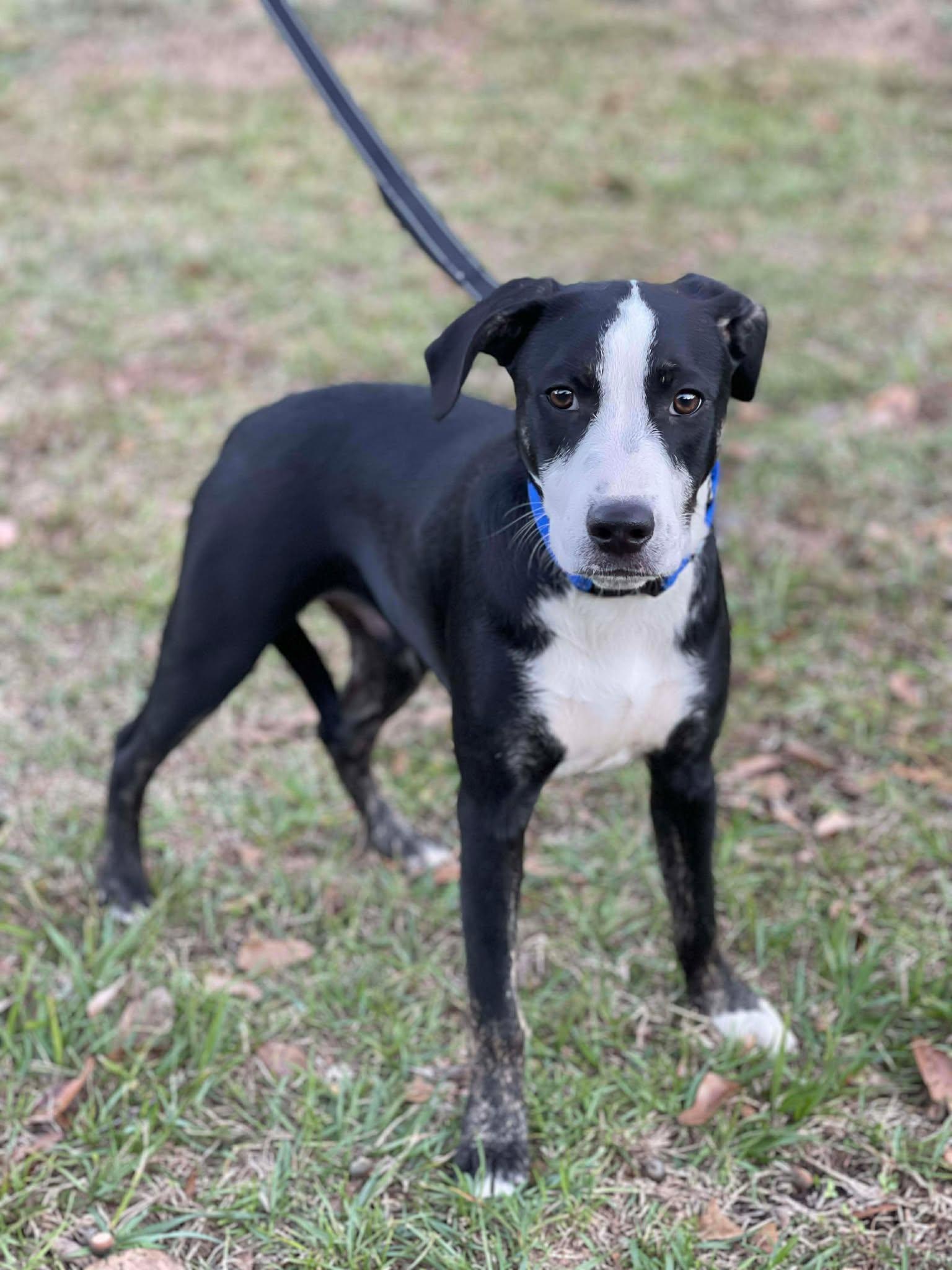 Petey, Adoptable, Puppy Male Pit Bull Terrier & Chihuahua.