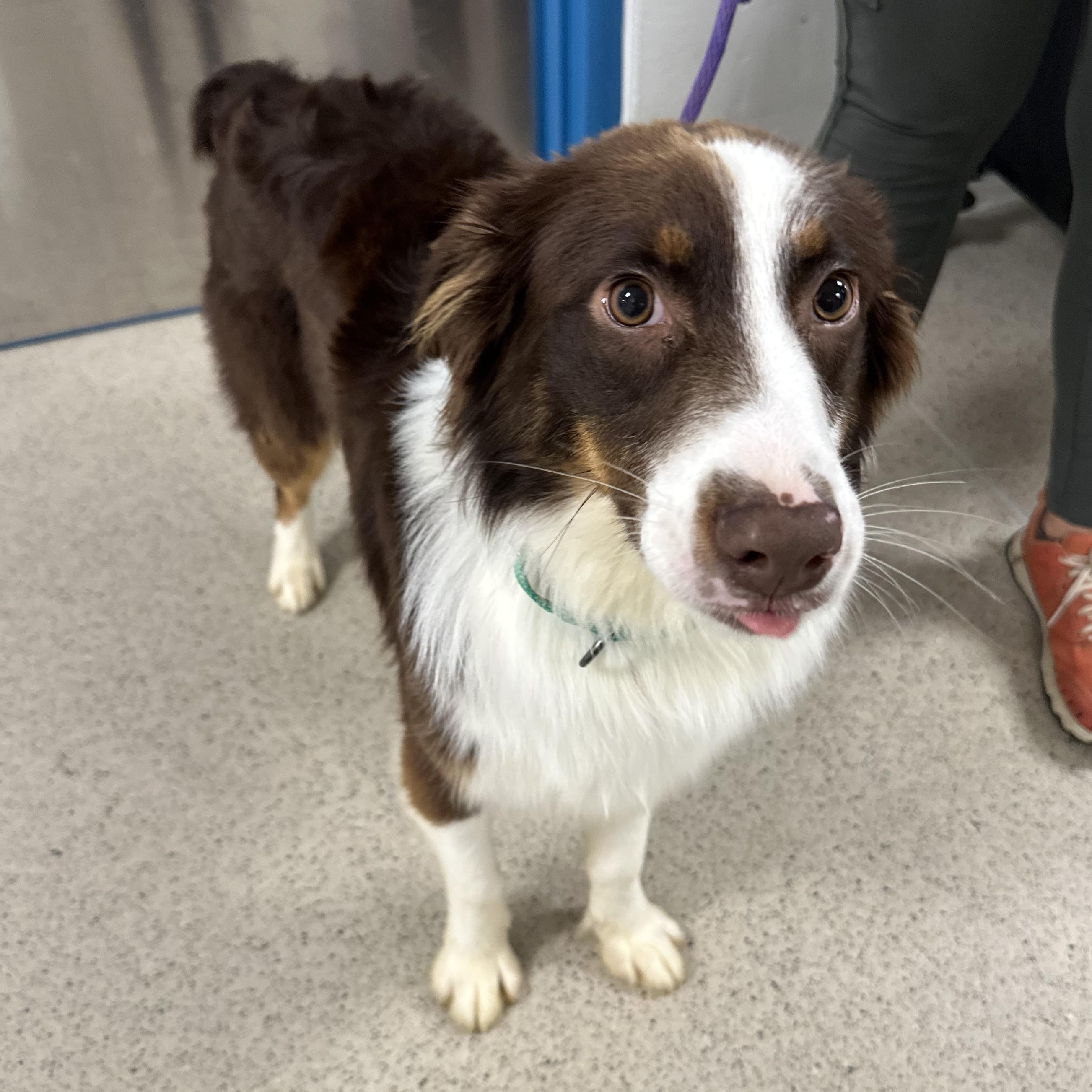 Bruno (ID 52885), an adopted Australian Shepherd in Manassas, VA image 2/3