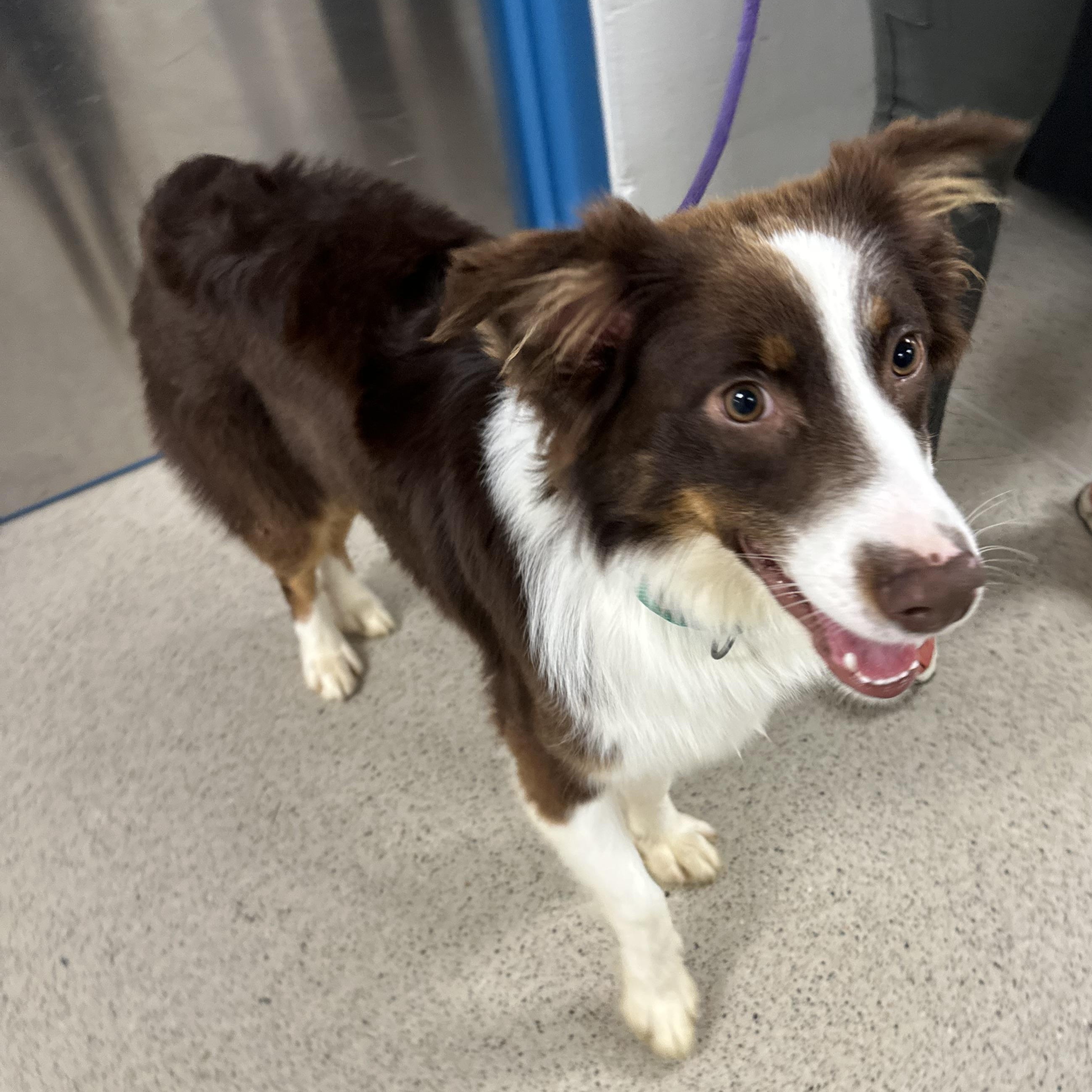 Bruno (ID 52885), an adopted Australian Shepherd in Manassas, VA image 3/3