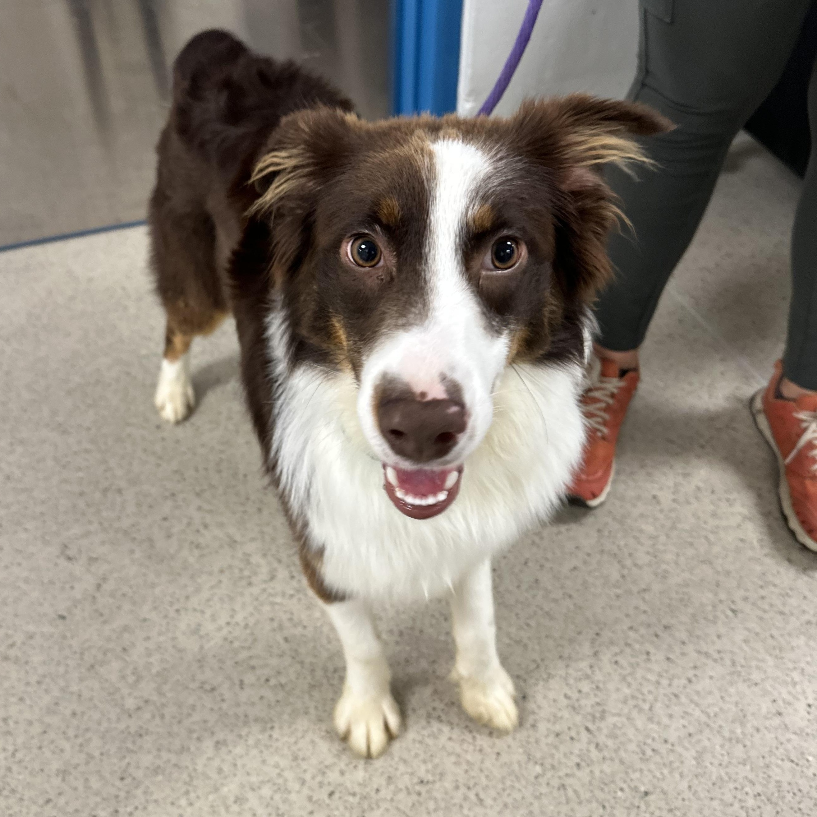 Bruno (ID 52885), adopted, Puppy Male Australian Shepherd.