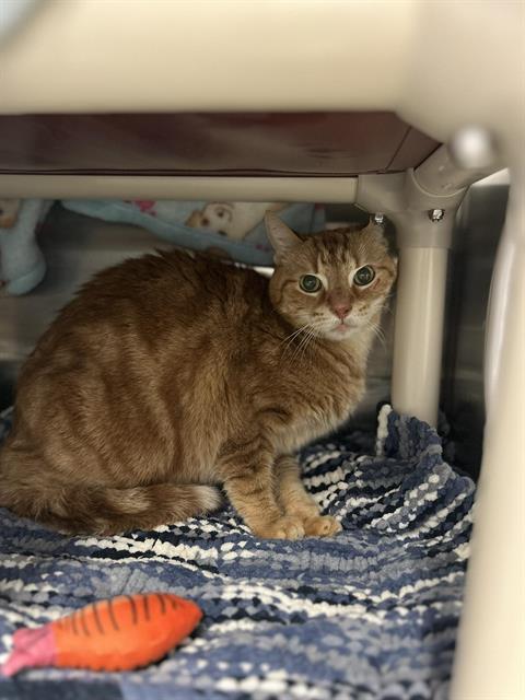 Enlarge ECHO, a Adoptable Domestic Short Hair in London, ON image 1/1