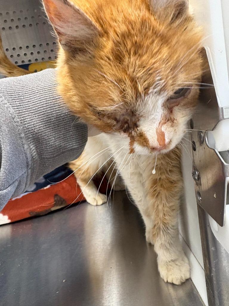 Goob, Adoptable, Adult Male Domestic Short Hair.