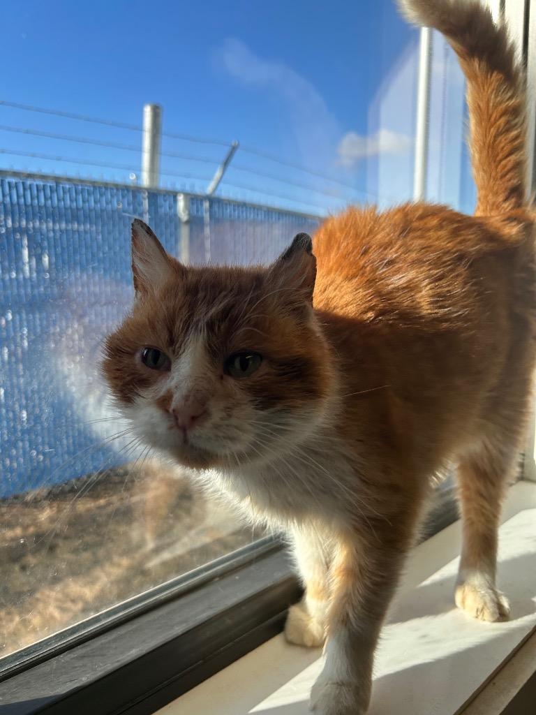 Enlarge Goob, a Adoptable mixed breed in Minot, ND image 3/4