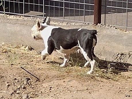 Morgan, Adopted, Adult Female Boston Terrier & French Bulldog.