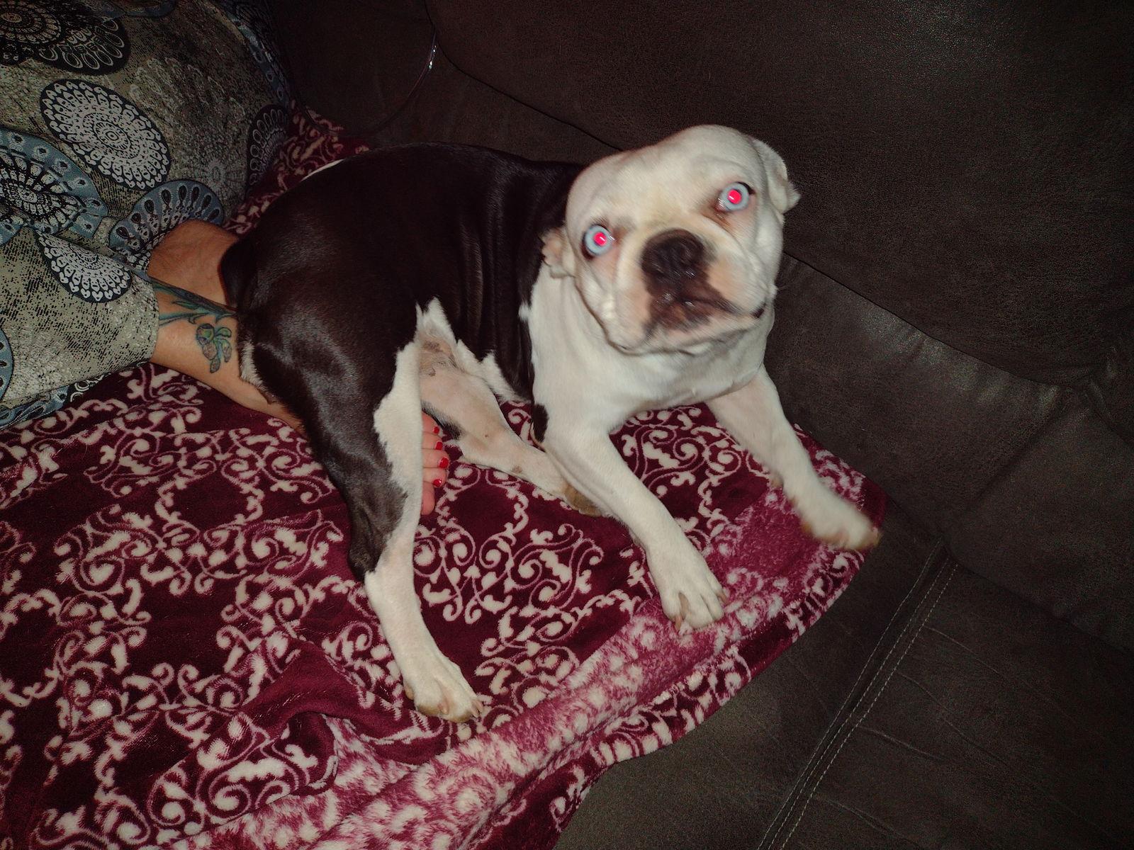 Enlarge Morgan, a Adopted mixed breed in Scottsdale, AZ image 2/3