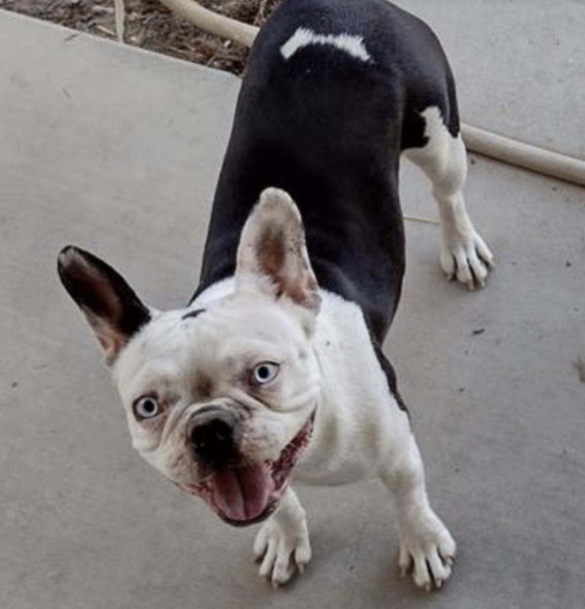 Enlarge Morgan, a Adopted mixed breed in Scottsdale, AZ image 3/3