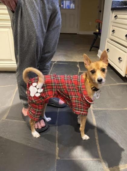 Enlarge Bruno IN FOSTER, a Adoptable mixed breed in New Orleans, LA image 2/3