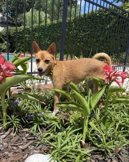 Enlarge Bruno IN FOSTER, a Adoptable mixed breed in New Orleans, LA image 3/3