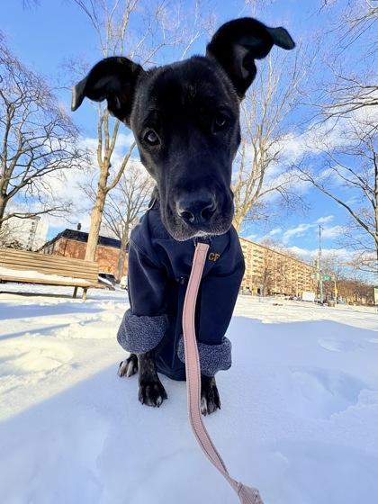 Enlarge Barbara Ann, a Adoptable mixed breed in Washington, DC image 1/3