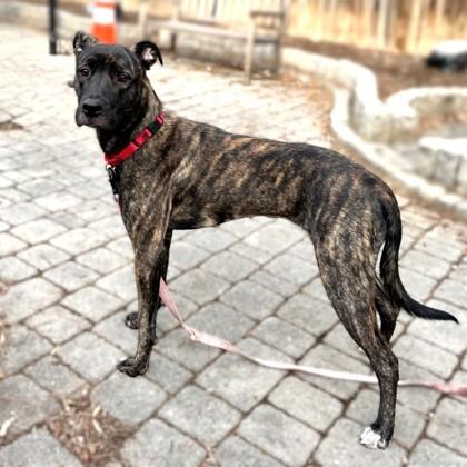 Enlarge Barbara Ann, a Adoptable mixed breed in Washington, DC image 2/3