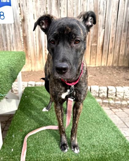 Enlarge Barbara Ann, a Adoptable mixed breed in Washington, DC image 3/3