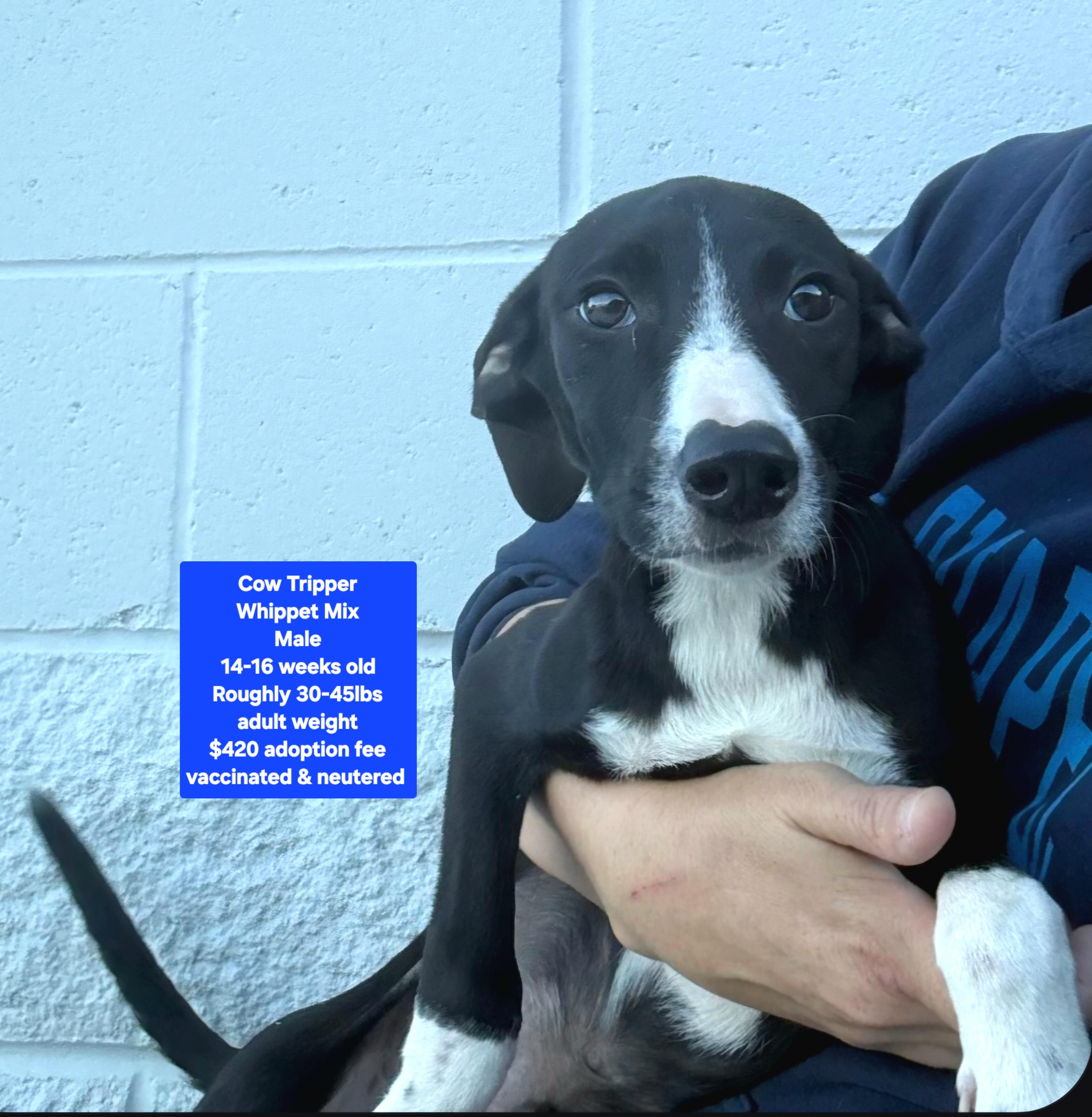 Cow Tripper, ADOPTABLE, Puppy Male Whippet.