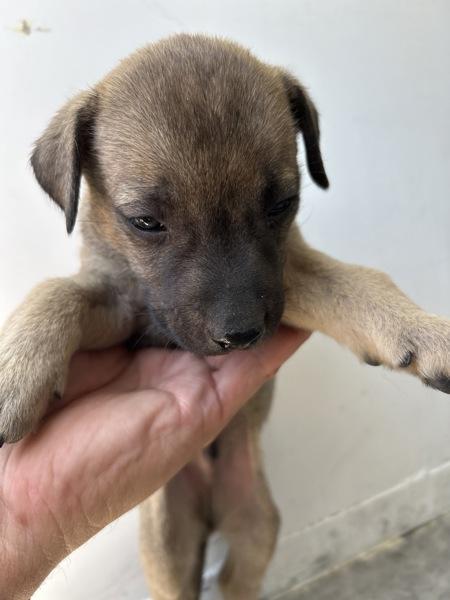 Betts, Adoptable, Puppy Male Shepherd.
