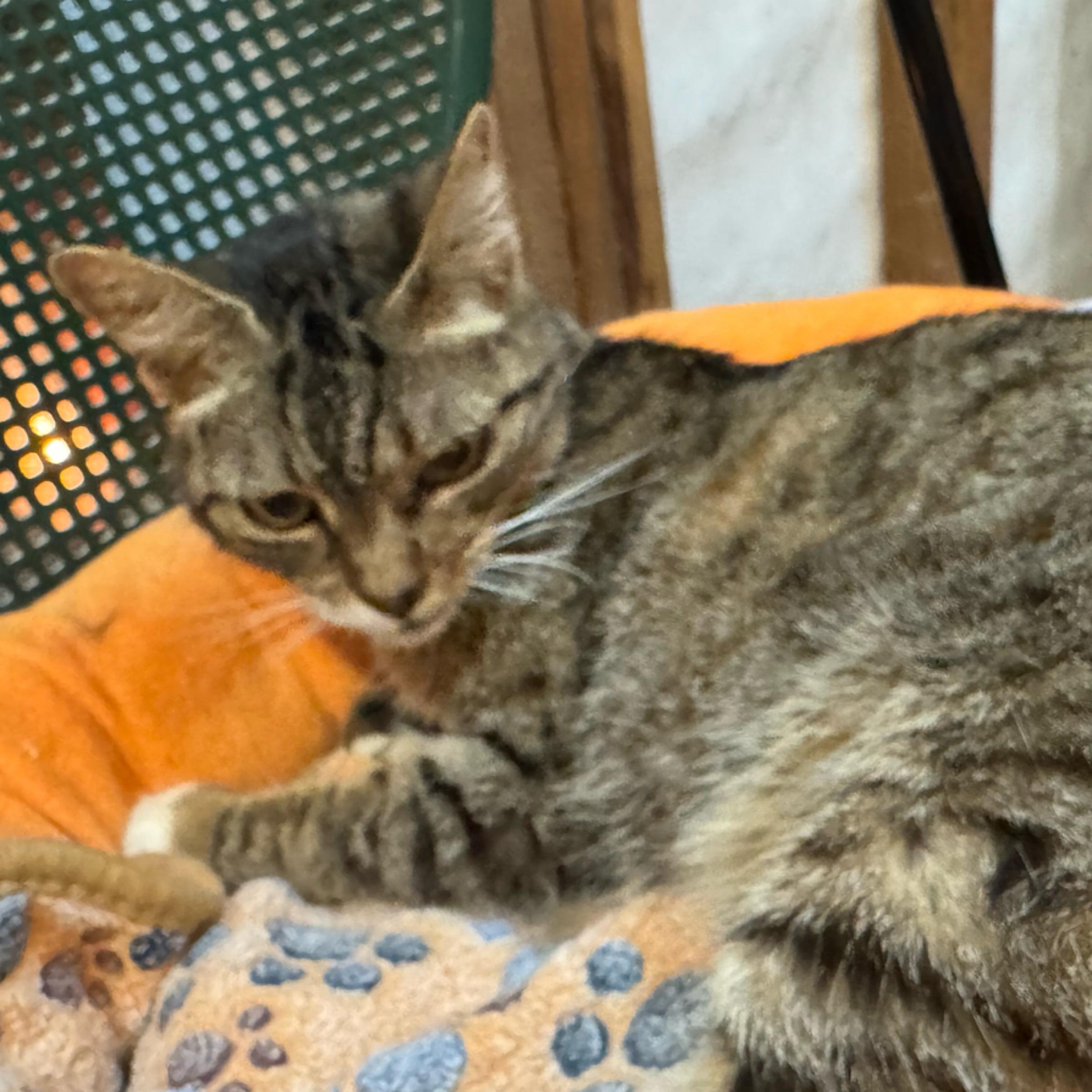 Minnie — thumbnail 2