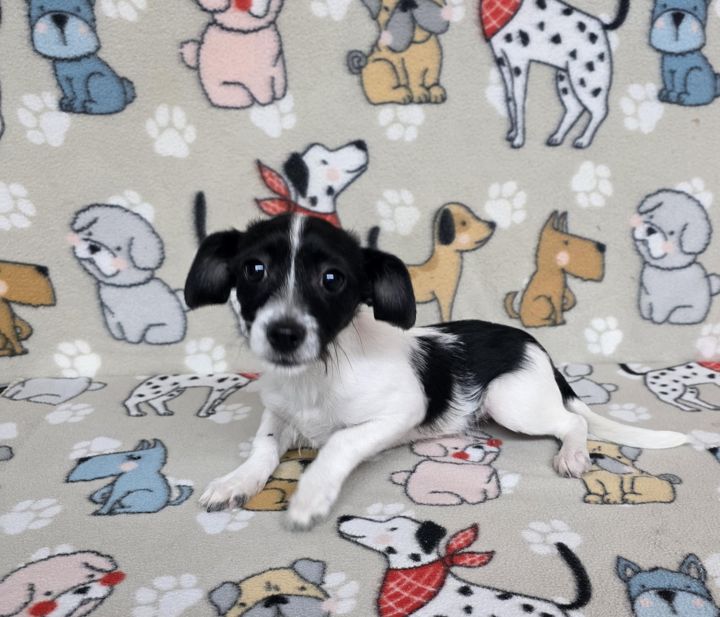 Zander, ADOPTABLE, Puppy Male Chihuahua.