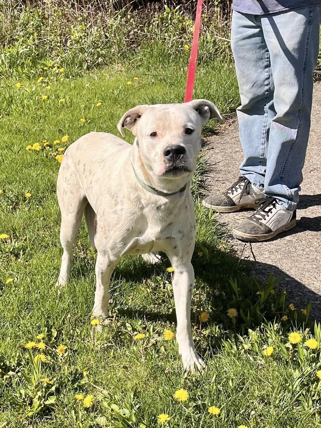 Baldo, a Adoptable mixed breed in Cleveland, OH image 3/5
