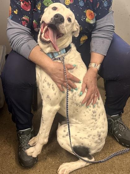 Baldo, a Adoptable mixed breed in Cleveland, OH image 2/5