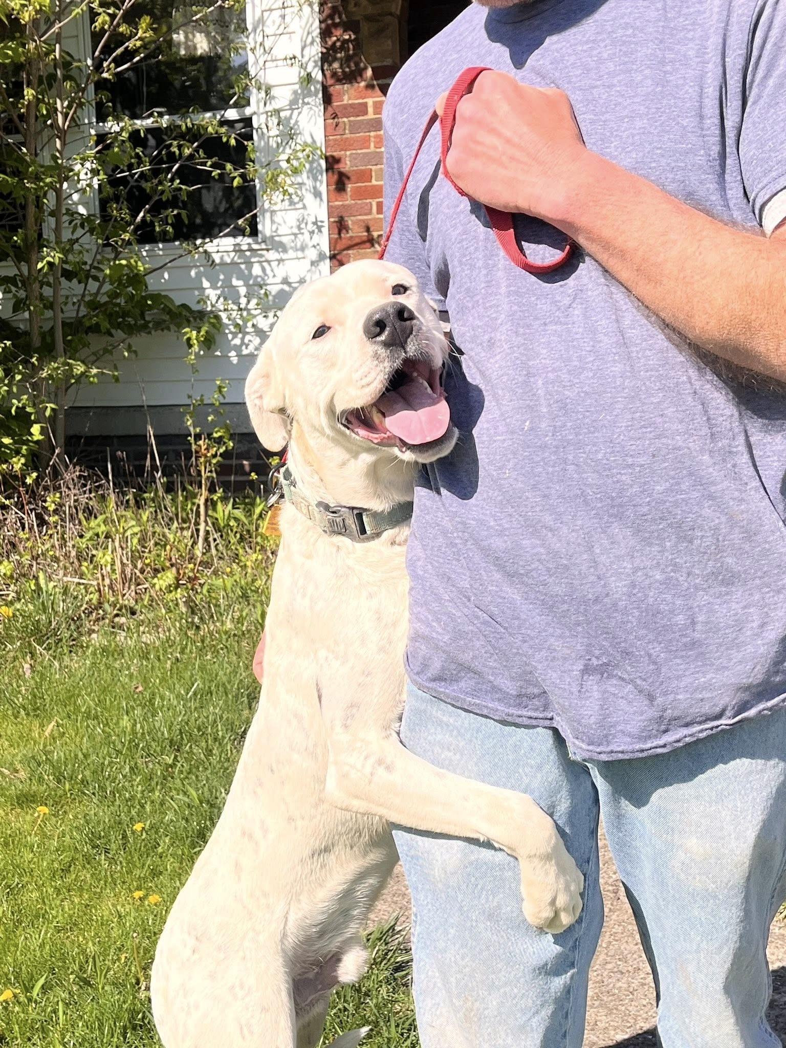 Baldo, Adoptable, Young Male Pit Bull Terrier & Dalmatian.