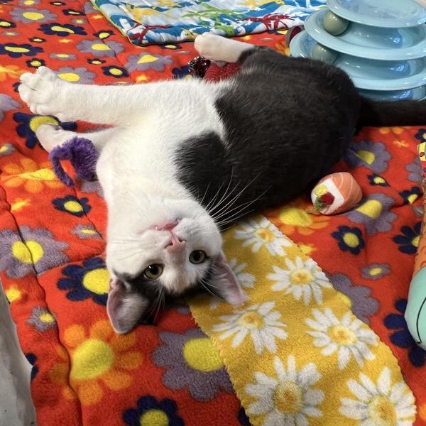 Enlarge Neptune, a Adoptable mixed breed in Silverdale, WA image 1/3