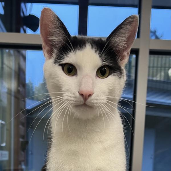 Enlarge Neptune, a Adoptable mixed breed in Silverdale, WA image 2/3