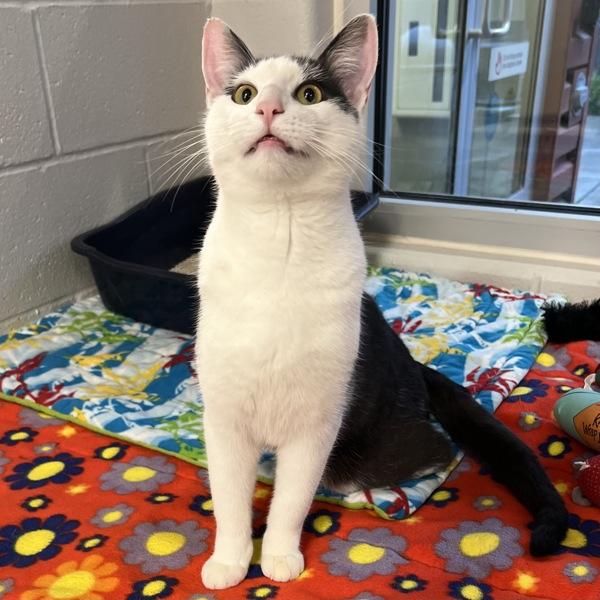 Enlarge Neptune, a Adoptable mixed breed in Silverdale, WA image 3/3