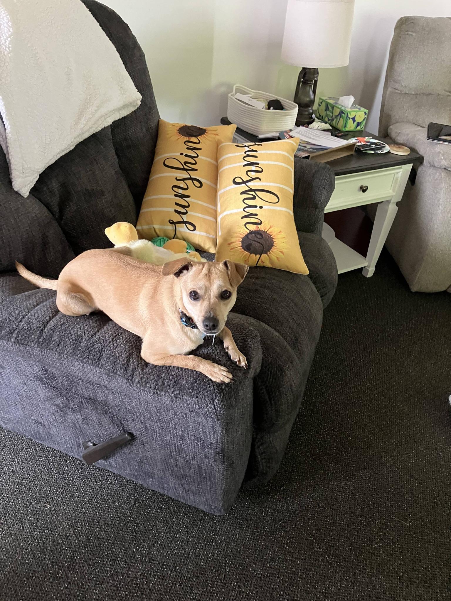 Jax, a ADOPTABLE mixed breed in Plainfield, IL image 3/6