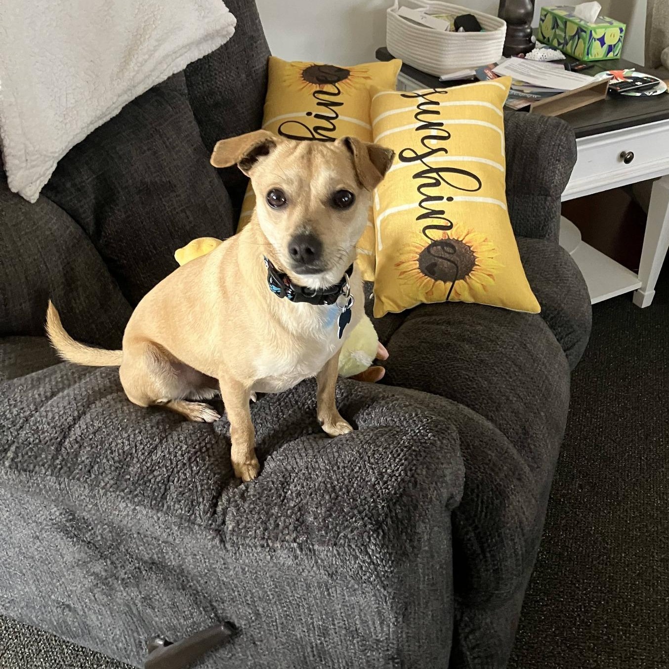 Jax, a ADOPTABLE mixed breed in Plainfield, IL image 1/6