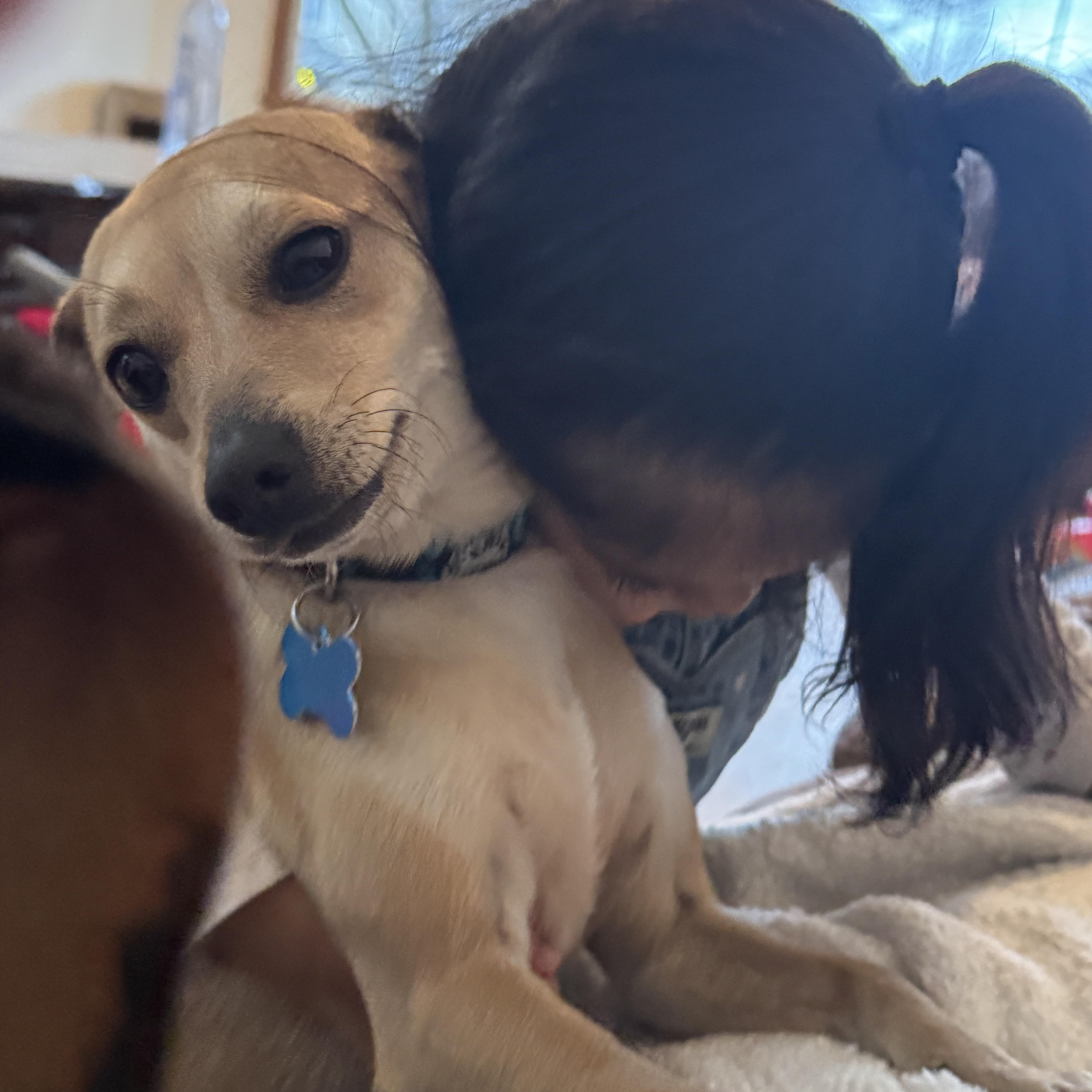 Jax, a ADOPTABLE mixed breed in Plainfield, IL image 5/6