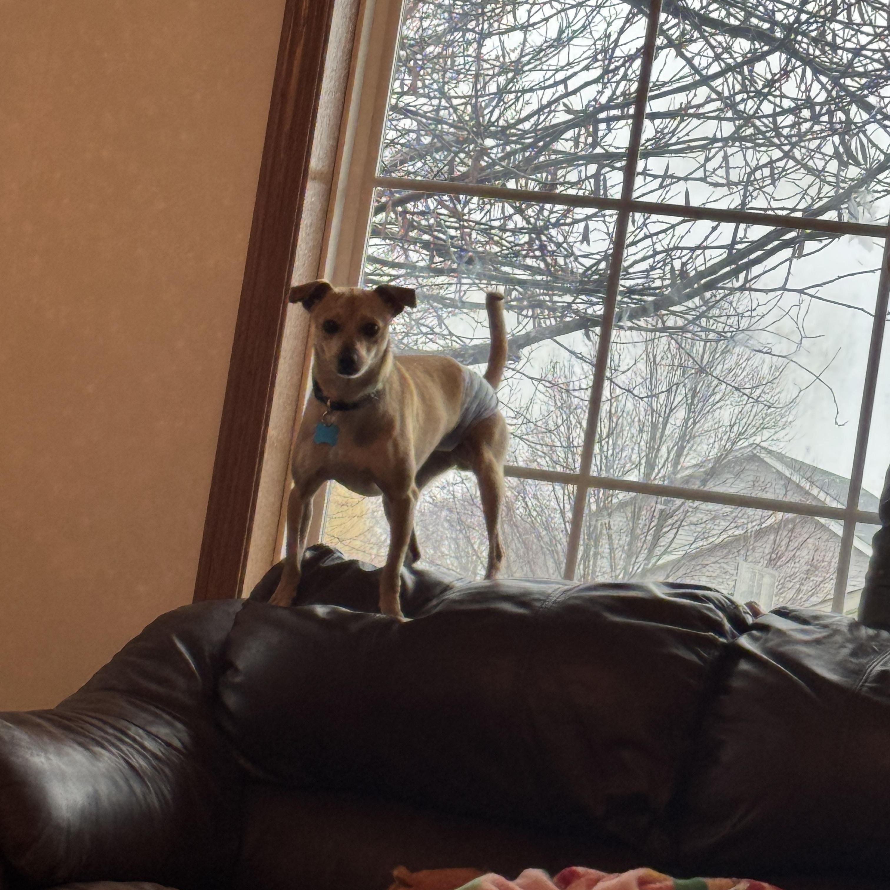 Jax, a ADOPTABLE mixed breed in Plainfield, IL image 6/6