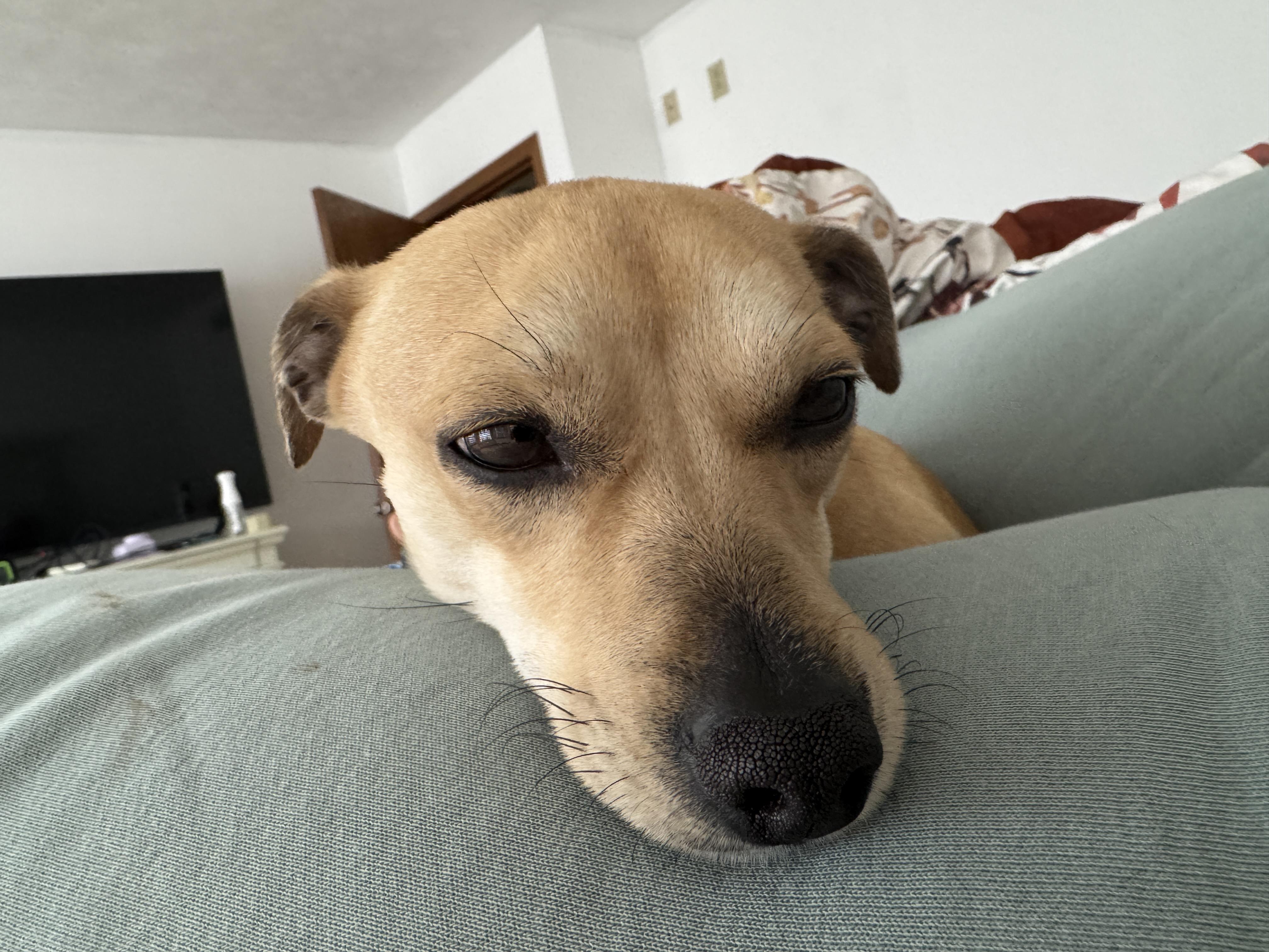 Jax, a ADOPTABLE mixed breed in Plainfield, IL image 4/6