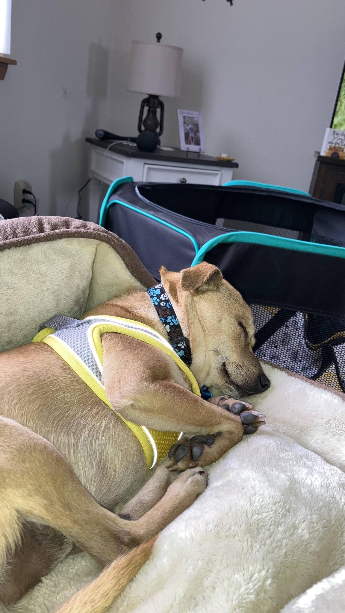 Jax, a ADOPTABLE mixed breed in Plainfield, IL image 2/6