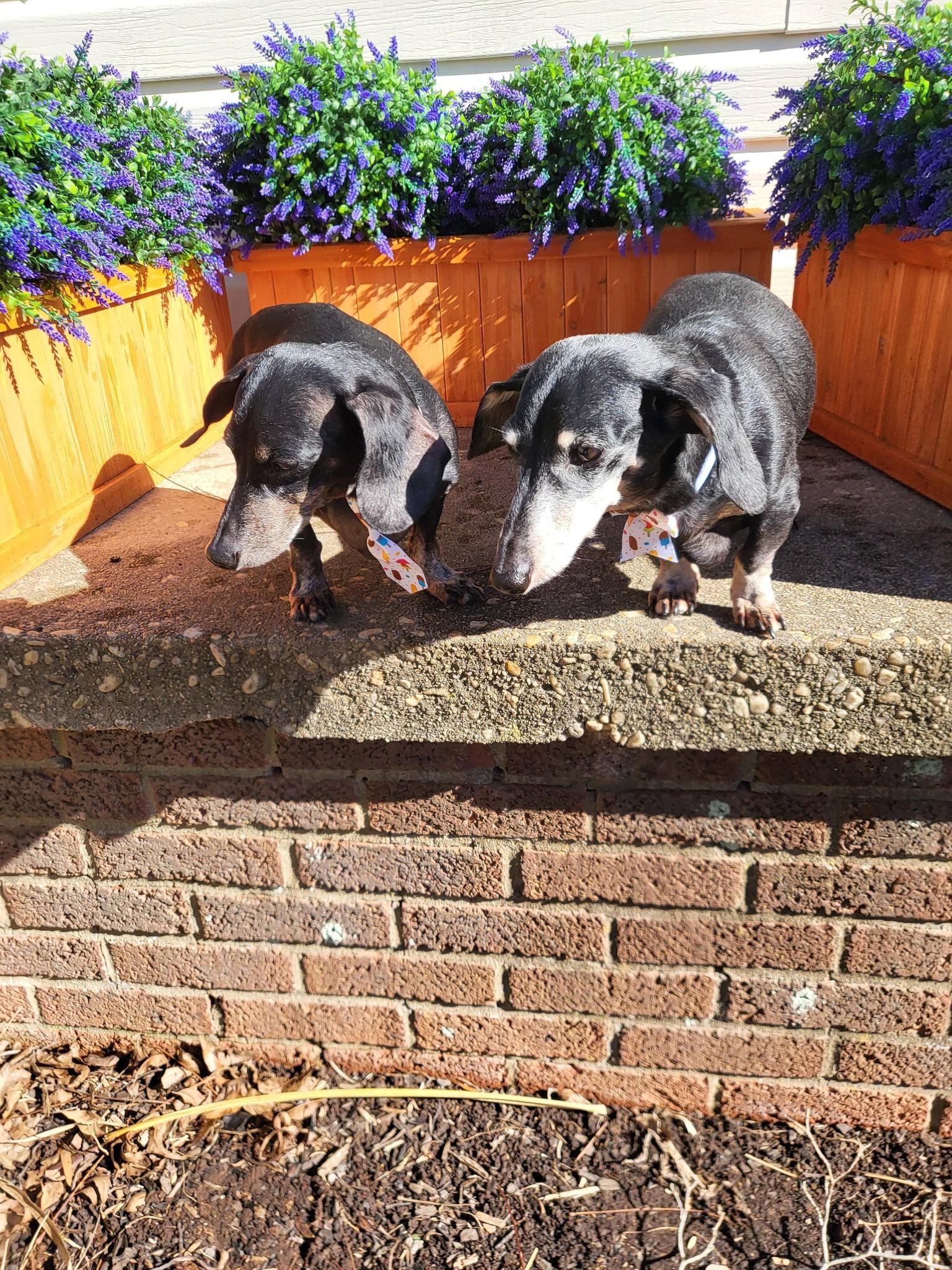 Enlarge Molly and Jake, a ADOPTABLE Dachshund in Salisbury, NC image 4/4