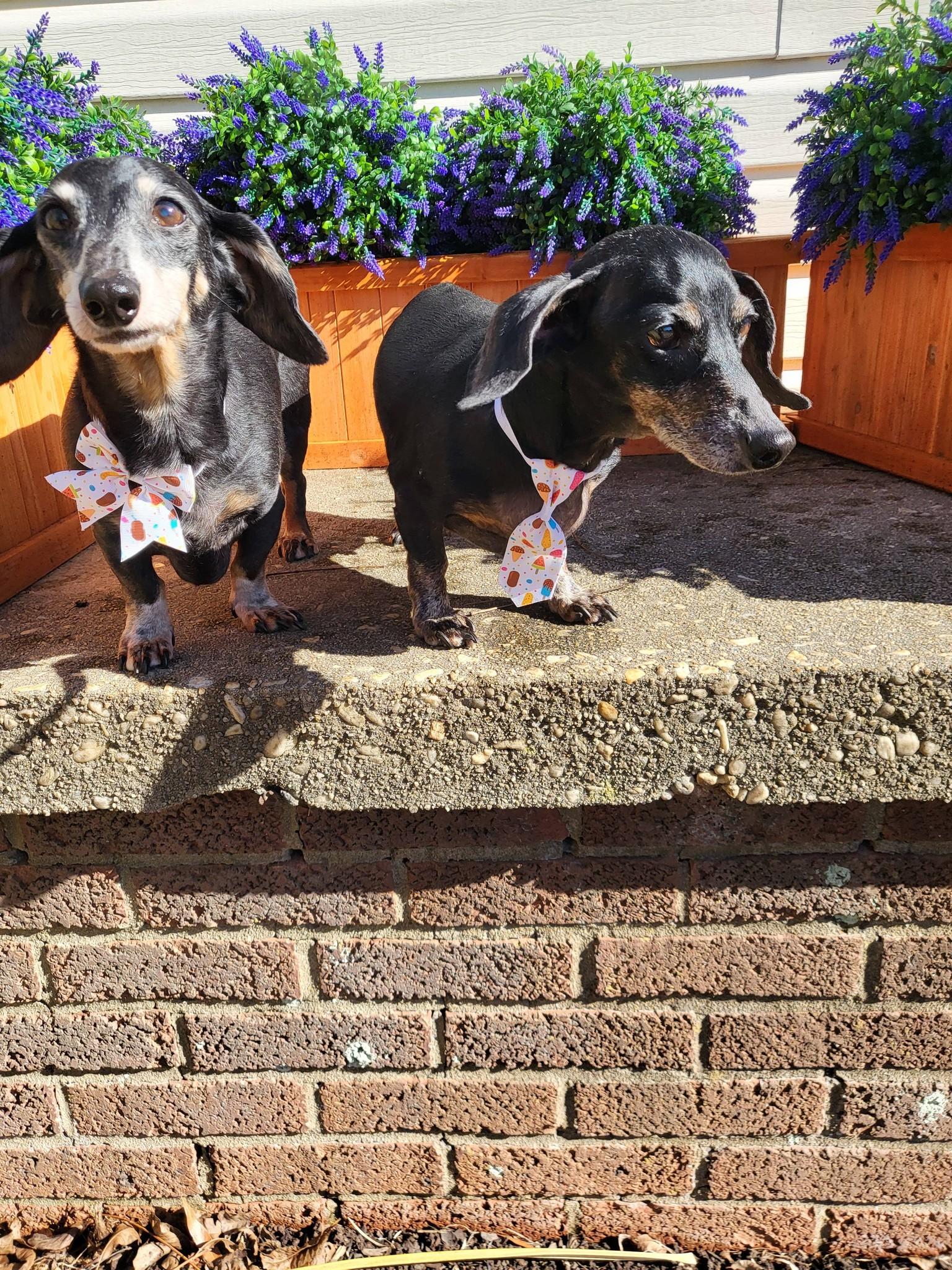 Molly and Jake, ADOPTABLE, Senior Female Dachshund.