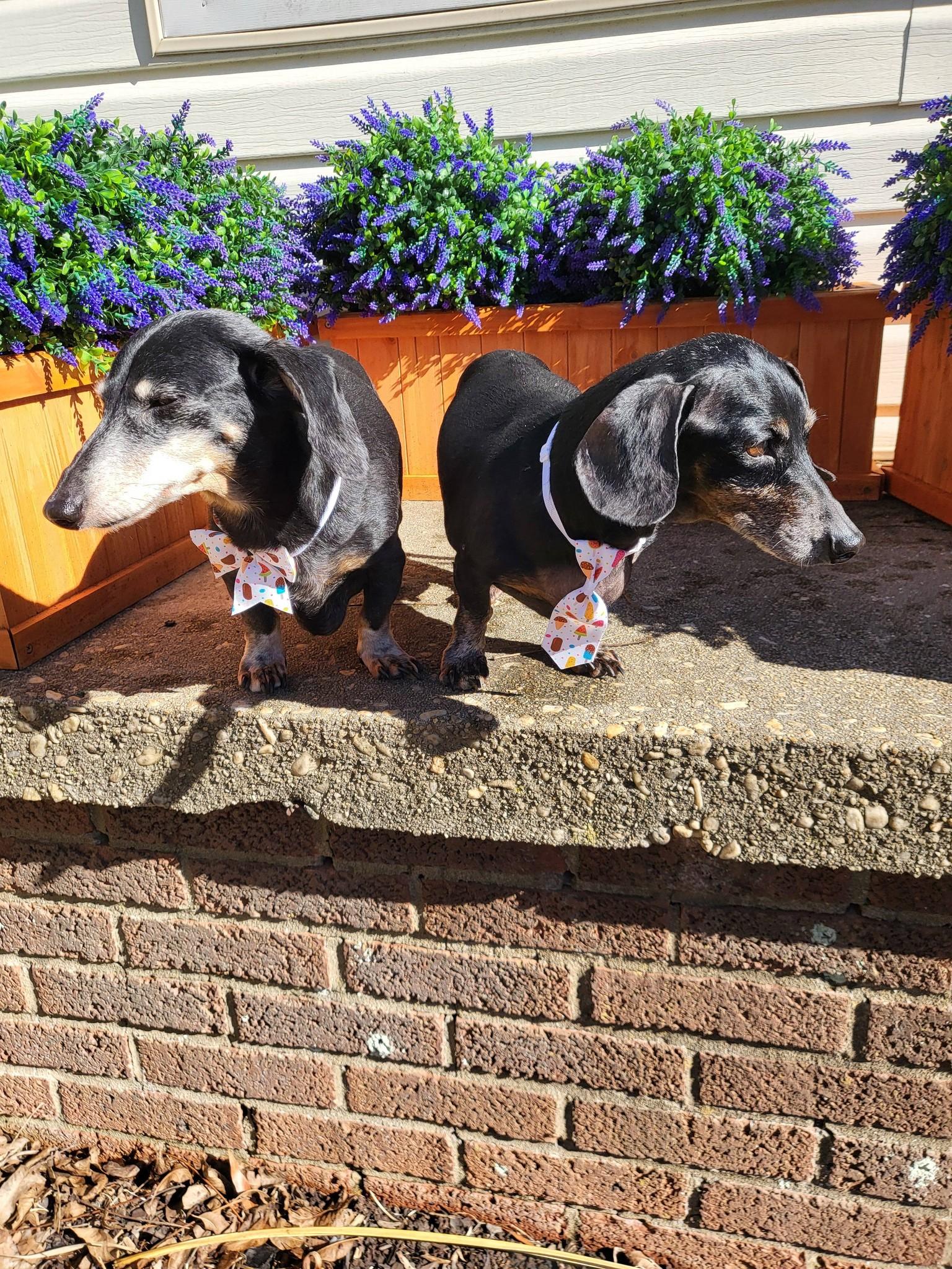 Enlarge Molly and Jake, a ADOPTABLE Dachshund in Salisbury, NC image 3/4