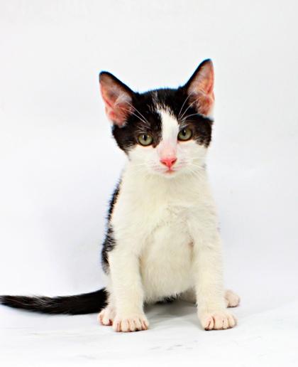 Enlarge Liam, a Adoptable mixed breed in Morton Grove, IL image 1/1