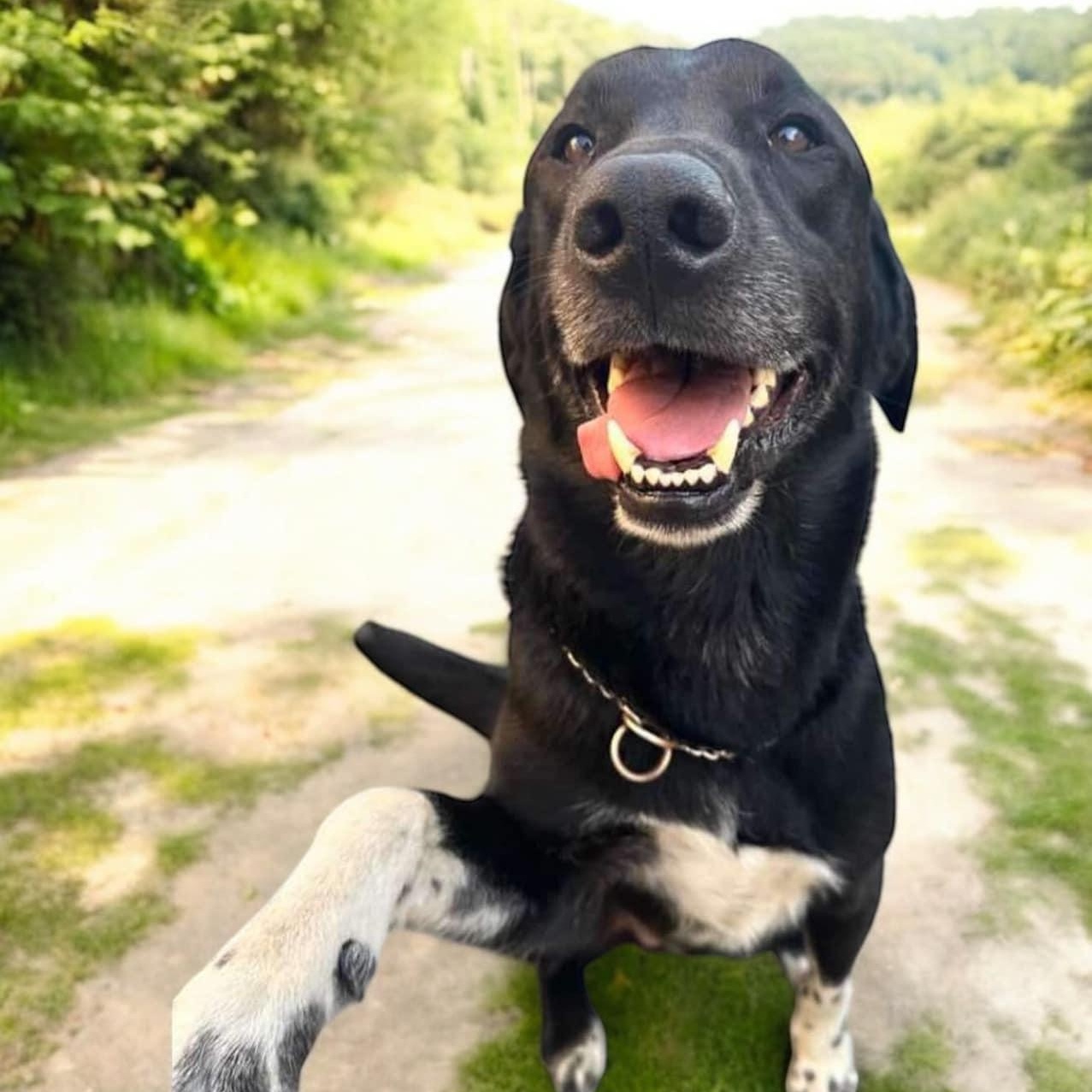 Dog for adoption Smokey, a Black Labrador Retriever & Border Collie